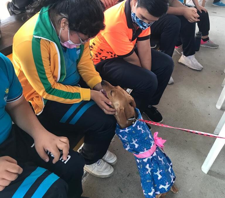 desfile canino 1